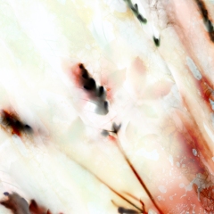 Emerging-Marrow, 2025