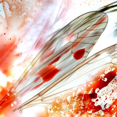 New-Wings, 2024