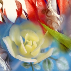 c.-Yellow-Rose