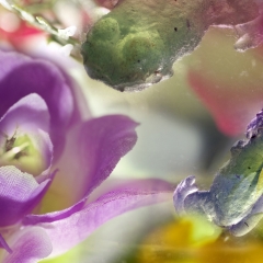 e.-Purple-Rose