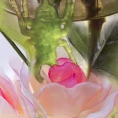 g.-Pink-Petals