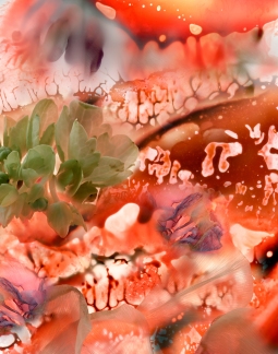 Succulents