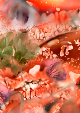 Succulents